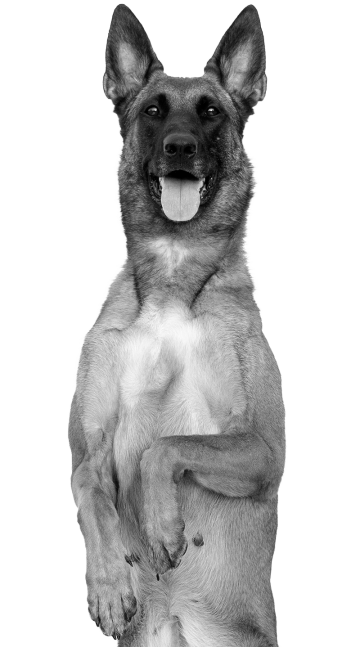 TGD_web_images_profesionales_dog_osito