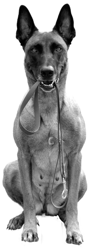 TGD_web_images_servicios_lista